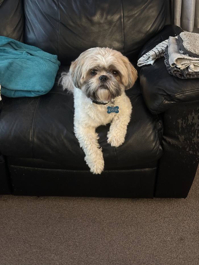 George perched on the leather sofa