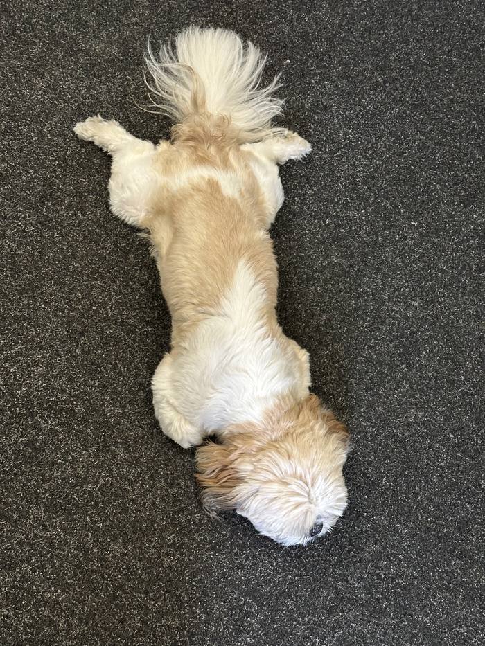 George lying upside down on the carpet