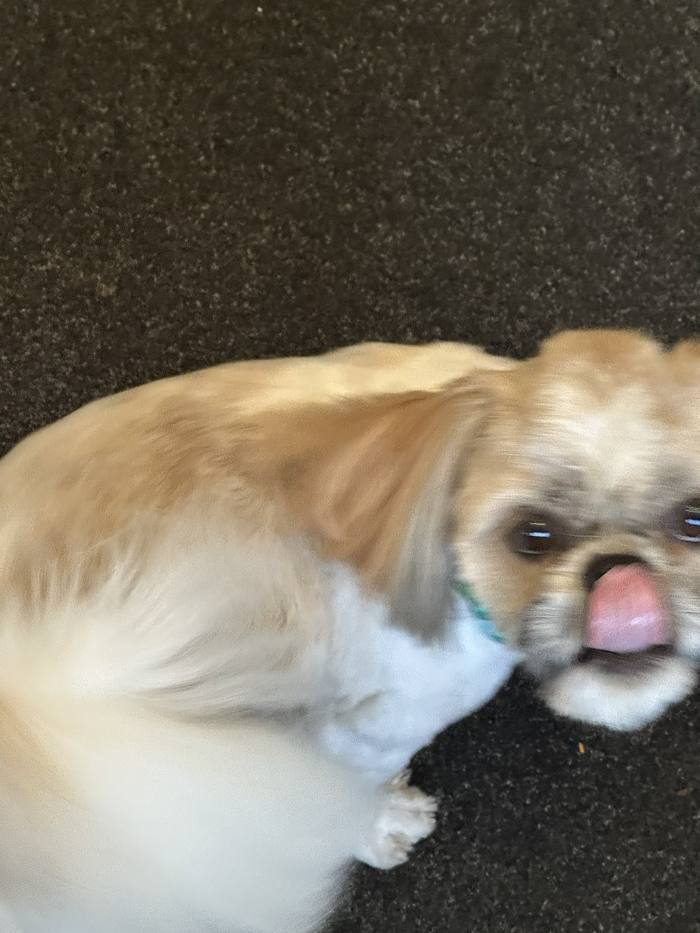 A blurry action shot of George mid-zoomie