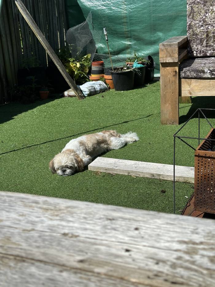 George sunbathing on the artificial grass